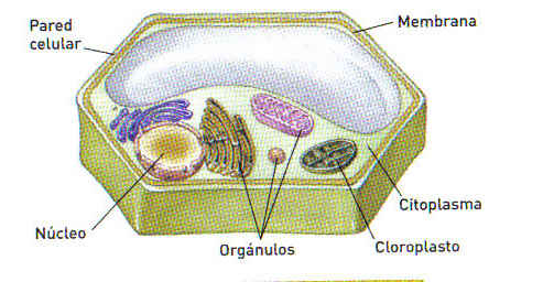 Celula Animal y Vegetal Definición, partes, imagenes